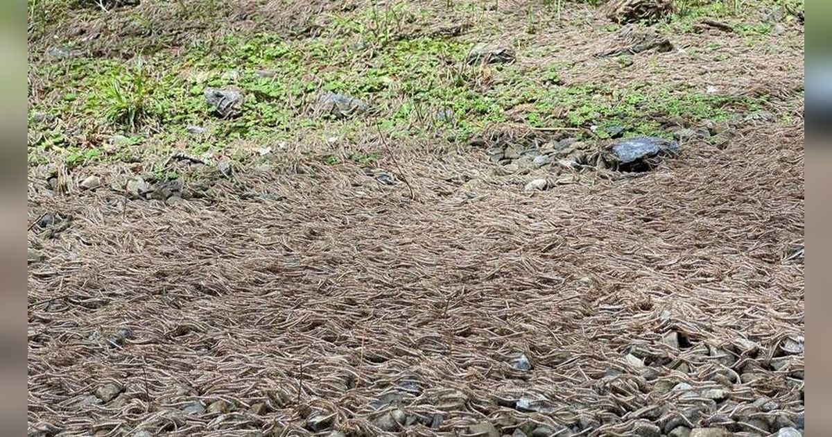 Dikira Daun Jatuh, Ternyata Jutaan Kaki Seribu Sedang 'Parade' Seperti Aliran Sungai, Videonya Bikin Merinding