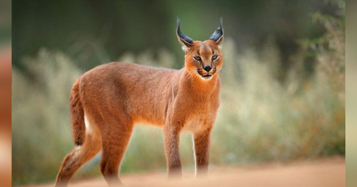 Beberapa Hewan-Hewan yang Masih Misteri bagi Ilmuwan