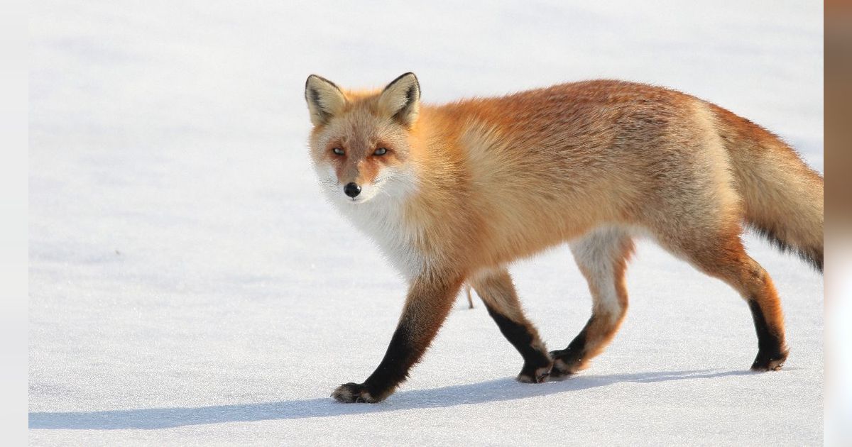 4 Hewan Pembawa Virus Rabies Terbanyak di Dunia