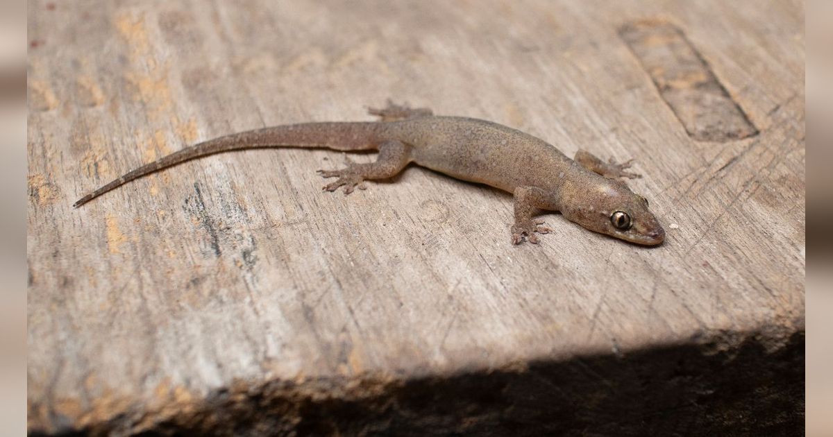 Doa Kejatuhan Cicak agar Terhindar dari Kejadian Buruk dan Hukum Percaya Mitos Menurut Islam