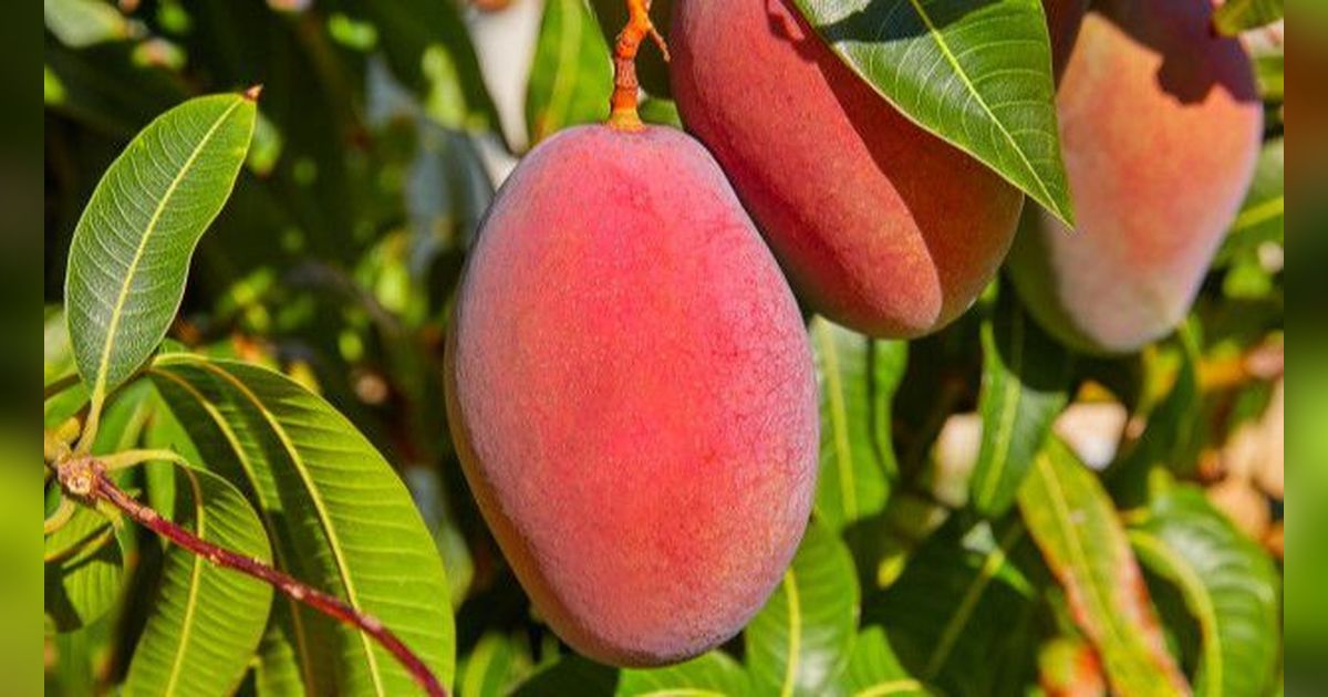 Ini Daftar 8 Negara di Dunia dengan Produksi Mangga Terbanyak, Indonesia Salah Satunya