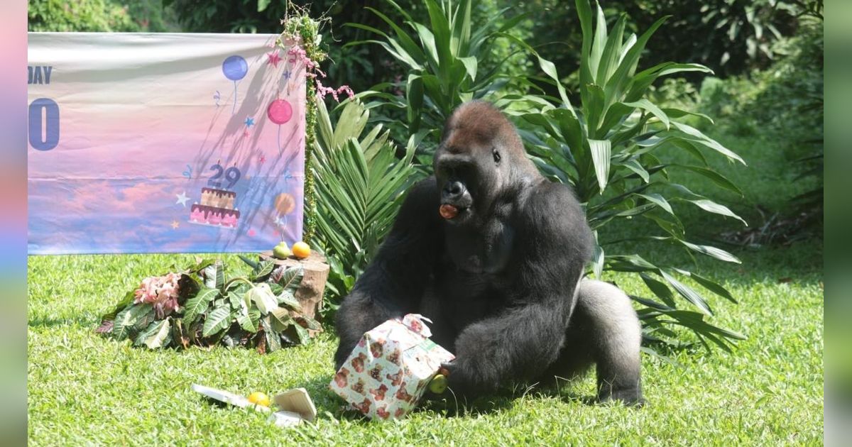 FOTO: Melihat Kegembiraan Gorila Merayakan Ulang Tahun di Taman Margasatwa Ragunan