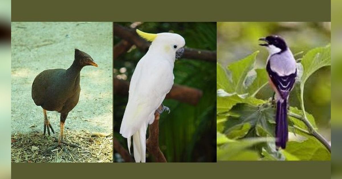 Mengenal 3 Burung Unik Asli Madura, Ada yang Bersuara Aneh dan Menakutkan saat Malam Hari