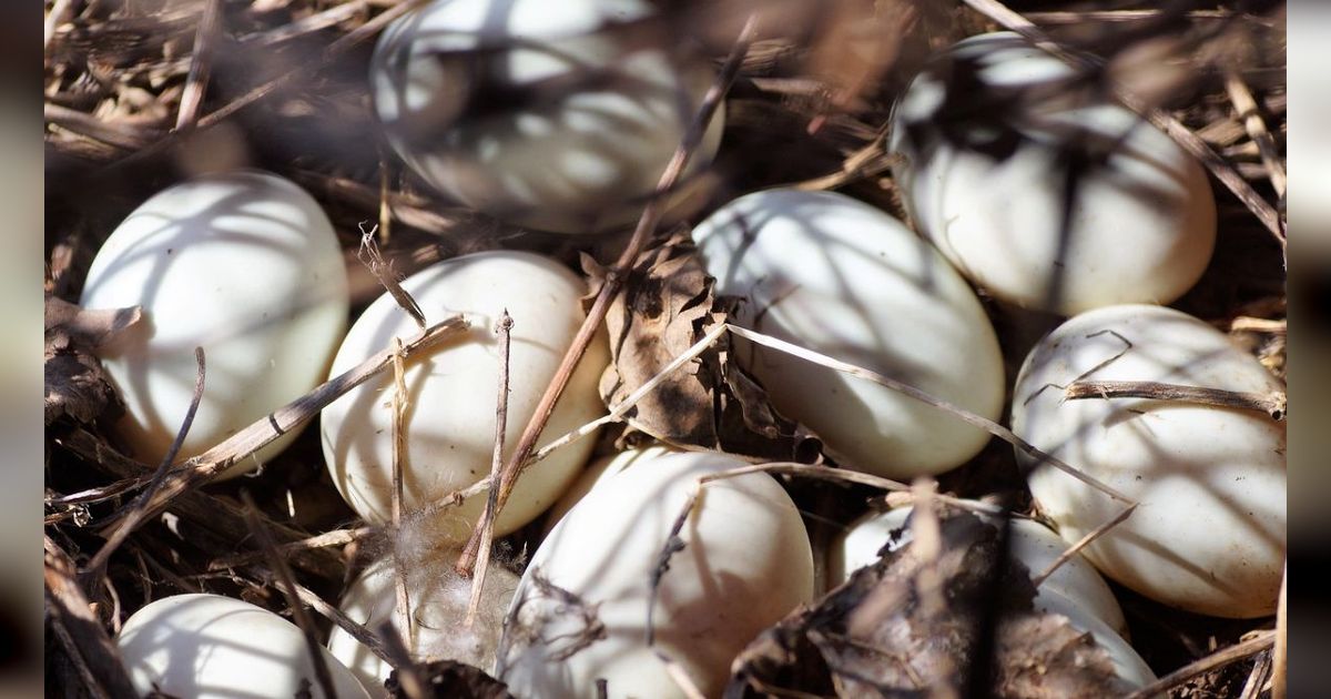 7 Manfaat Telur Bebek untuk Ibu Hamil, Membantu Perkembangan Otak Janin