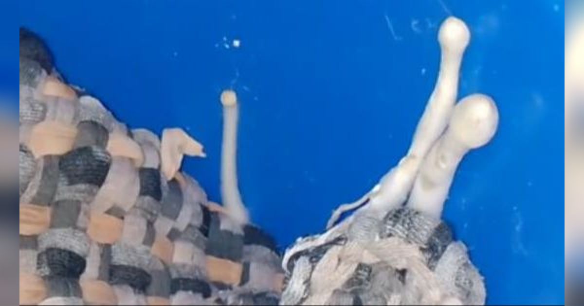 Viral! Lupa Kelamaan Rendam Keset Kotor, Tahu-Tahu Tumbuh Jamur Payung, Netizen: 'Jadikan Topping Seblak'