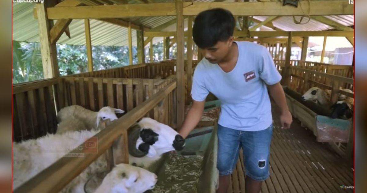 Pemuda 22 Tahun Asal Magelang Ini Sukses Beternak Domba, Punya Bank Pakan Sendiri