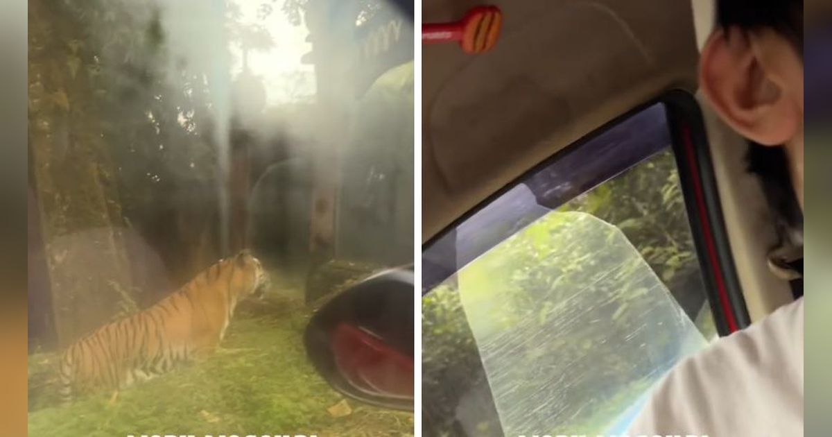 Viral Mobil Pengunjung Taman Safari Mogok di Kandang Harimau, Warganet Ikut Deg-Degan