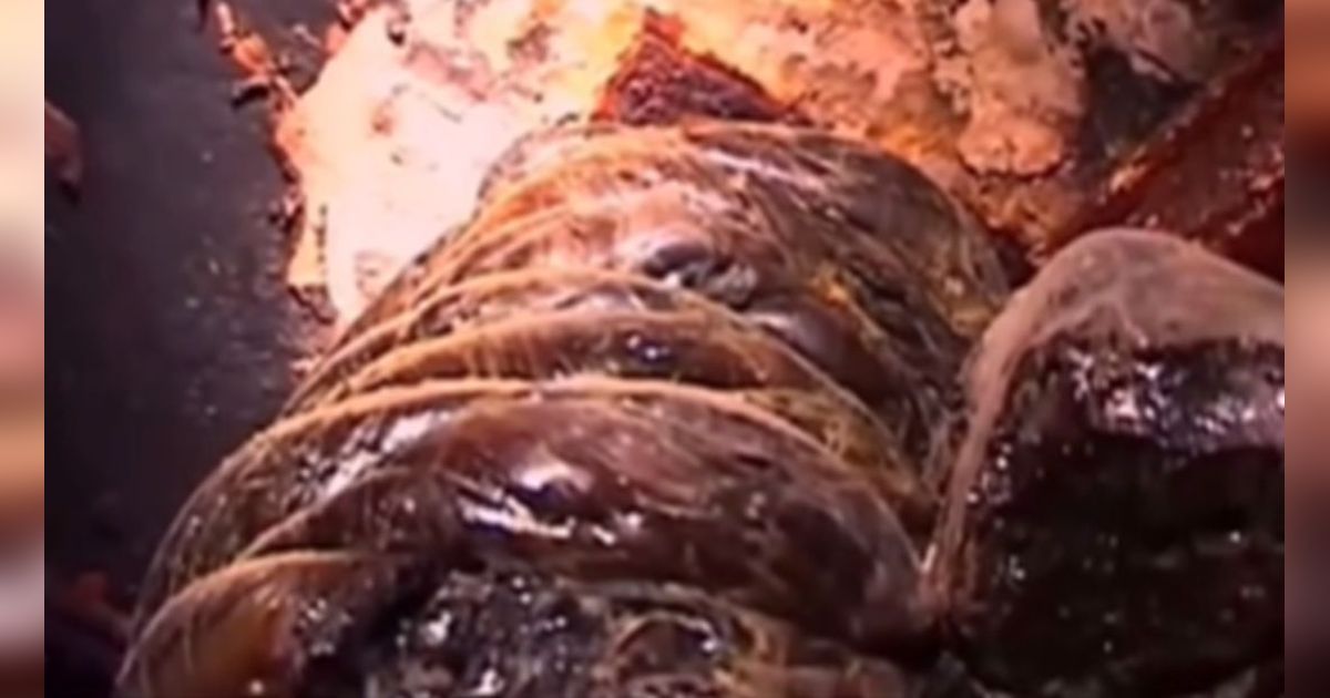 Viral Penampakan 'Kaki Gajah' yang Bisa Musnahkan Manusia dalam Tempo 5 Menit, Jangan Dekati!