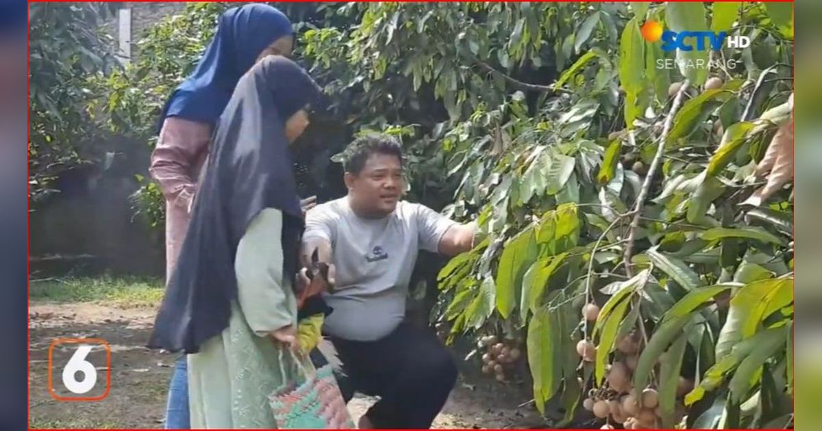 Serunya Makan Kelengkeng Sepuasnya di Agrowisata Sukoharjo, Ada Kelengkeng Rendah Gula Ramah Diabetes