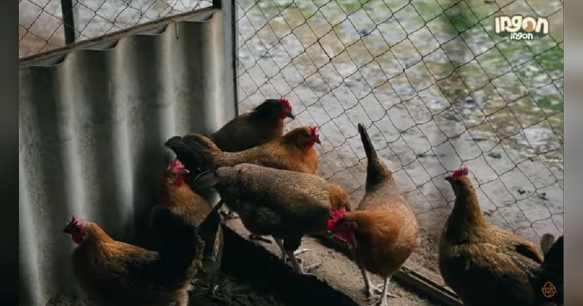 Kisah Sukses Pria Asal Malang Ternak 500 Ekor Ayam Kampung di Kompleks Perumahan Tanpa Bau, Bermula dari Hobi Kini Jadi Supplier Daging