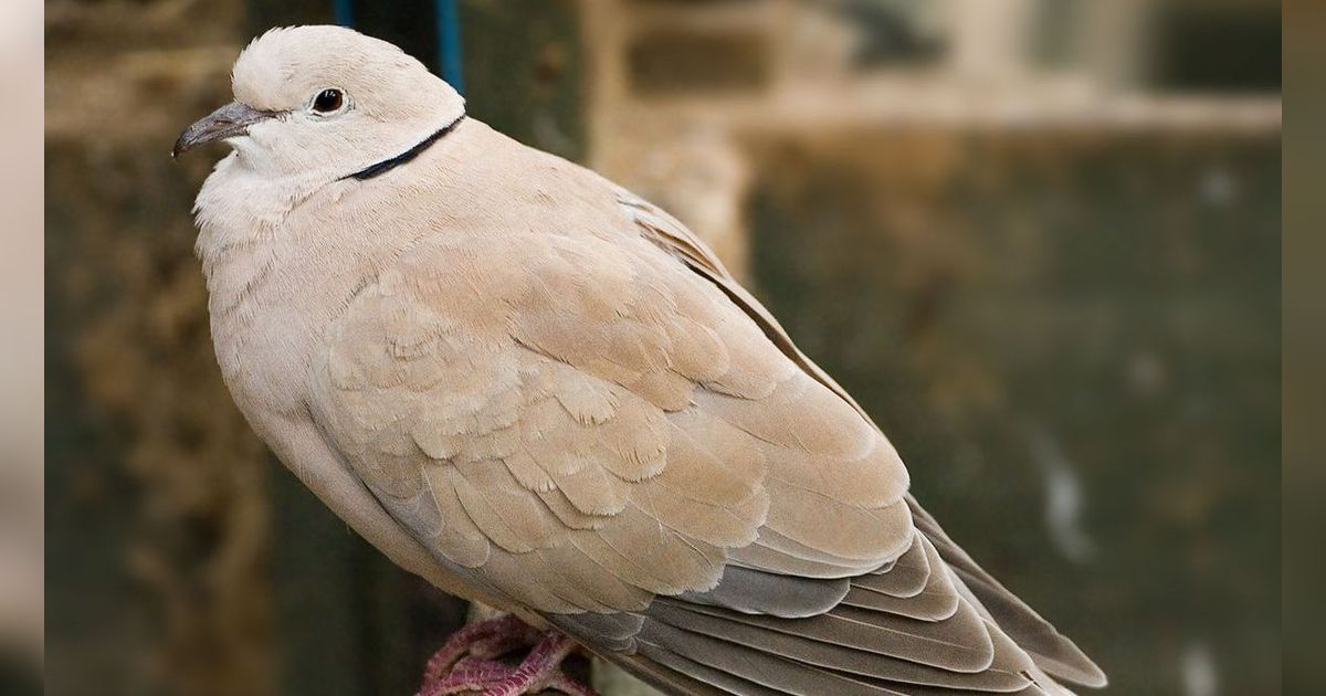 7 Mitos Burung Puter Bunyi Malam Hari, Bisa Jadi Pertanda Baik dan Buruk