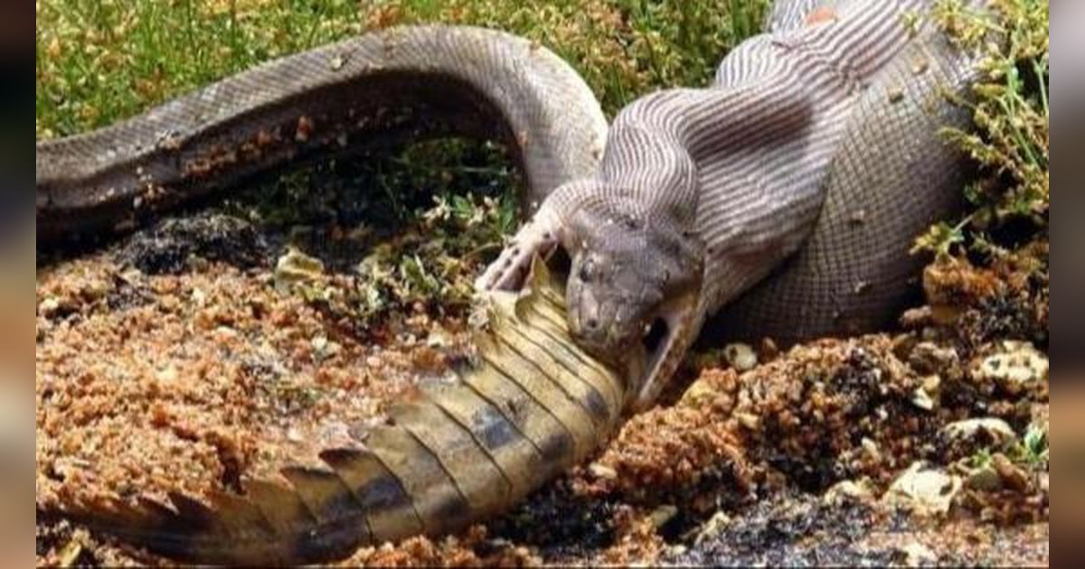 Merinding! Foto-foto Ular Piton Telan Buaya Bulat-bulat, Perlu Beberapa Bulan untuk Mencernanya hingga Habis