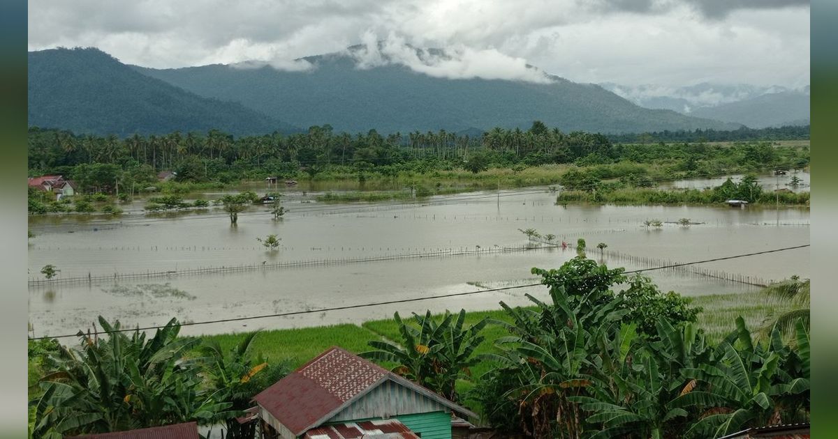 Curah Hujan Rendah, Petani Rote Gunakan Teknik Begini untuk Jaga Ketahanan Pangan