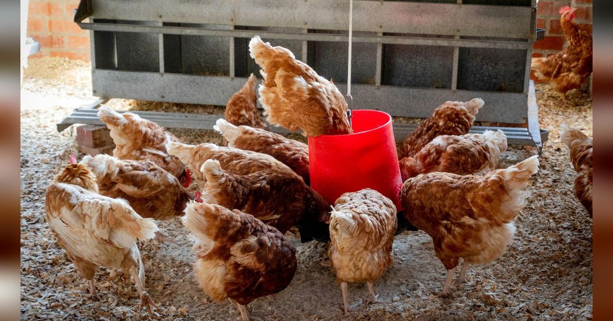 Cara dan Doa Menyembelih Ayam Sesuai Syariat Islam, Dagingnya Dijamin Halalan Thayyiban