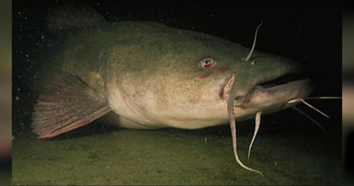 Monster Sungai Sebesar Orang Muncul di Sungai AS dan Kanada, Dikenal Rakus dan Dianggap Bencana