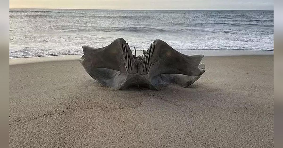 Misteri Tengkorak Raksasa dari Monster Laut Seberat 40 Ton yang Ditemukan Terdampar di Pantai AS Akhirnya Terkuak