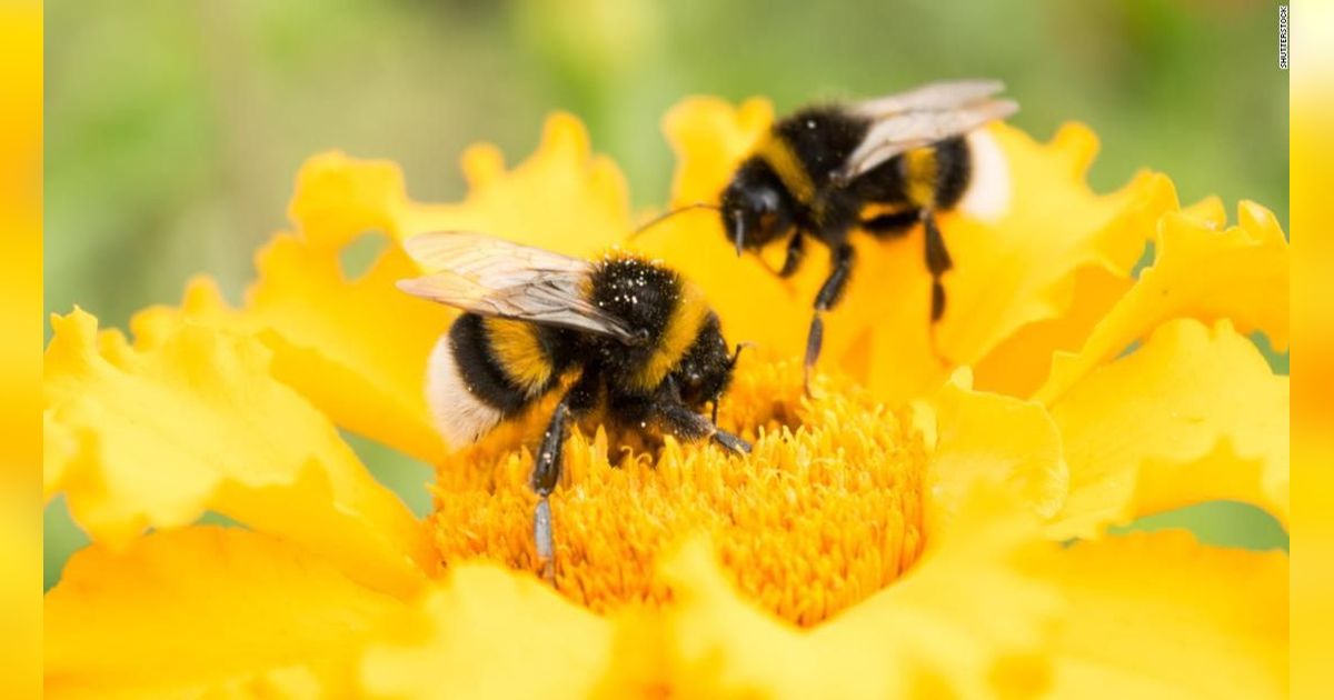 20 Mei Peringati Hari Lebah Sedunia, Begini Asal Usulnya