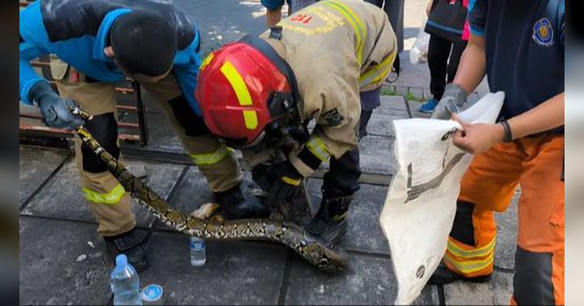 Momen Dramatis Evakuasi Python Raksasa dari Plafon Warga di Surabaya, Butuh 3 Petugas Tundukkan Si Ular