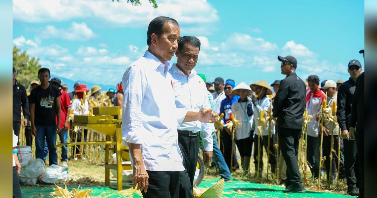 Panen Jagung bersama Mentan di Sumbawa, Presiden Jokowi Tekankan Keseimbangan Harga