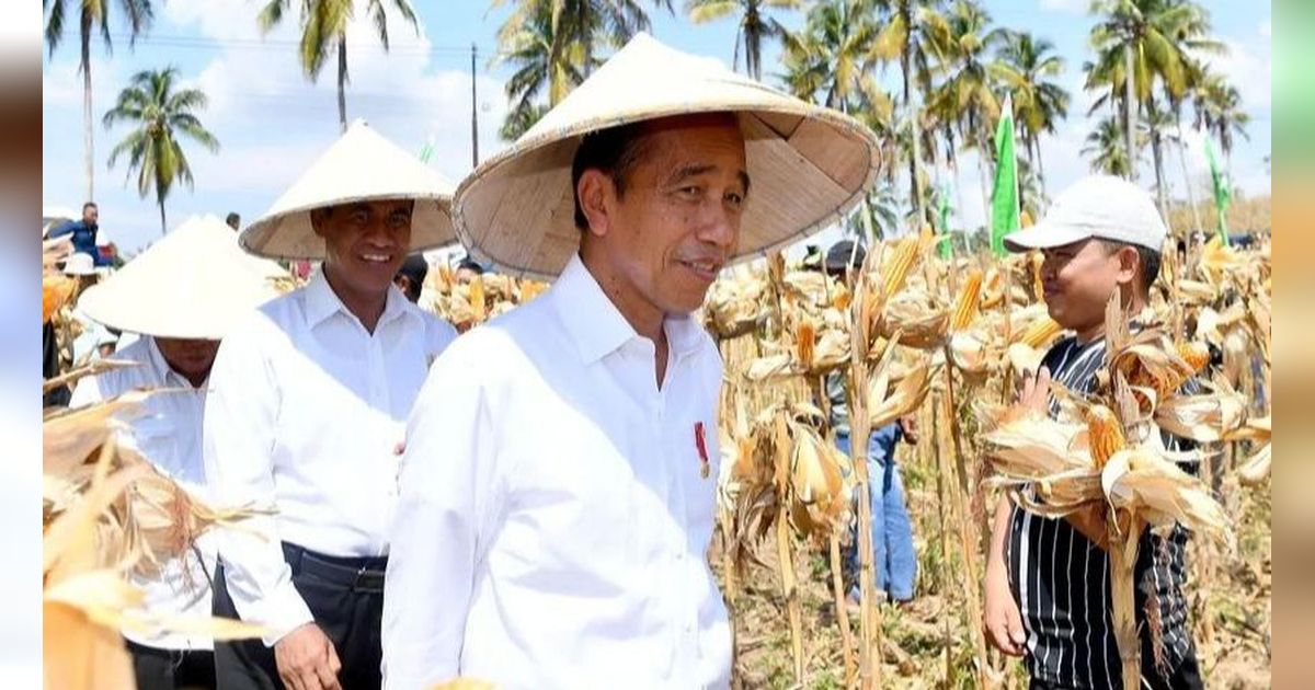 Jokowi Yakin Panen Raya Bisa Turunkan Harga Jagung