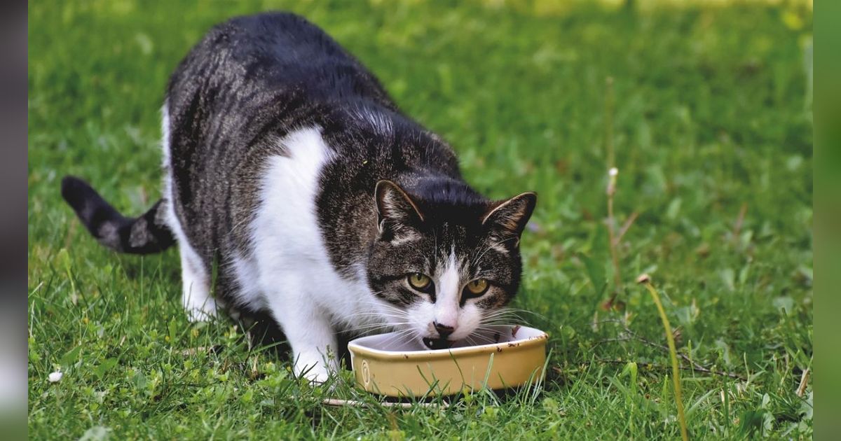 Kelebihan dan Kekurangan Dry Food untuk Kucing, Perlu Diketahui