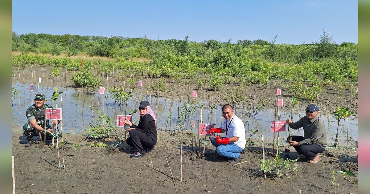 Aksi PNM Peduli Serahkan Sumur Bor Untuk Warga Indramayu Dan Tanam Mangrove Rhizophora