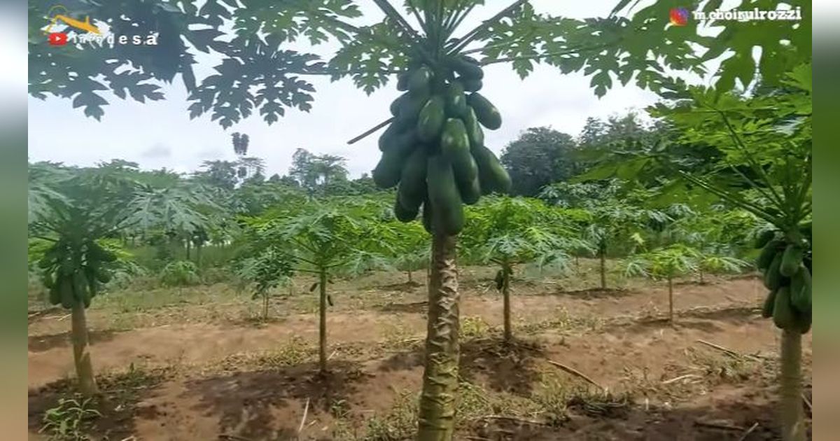 Petani Mengeluh Panen Pepaya California Berlimpah Tapi Tak Laku, Akui Penyebabnya karena Salah Berdoa