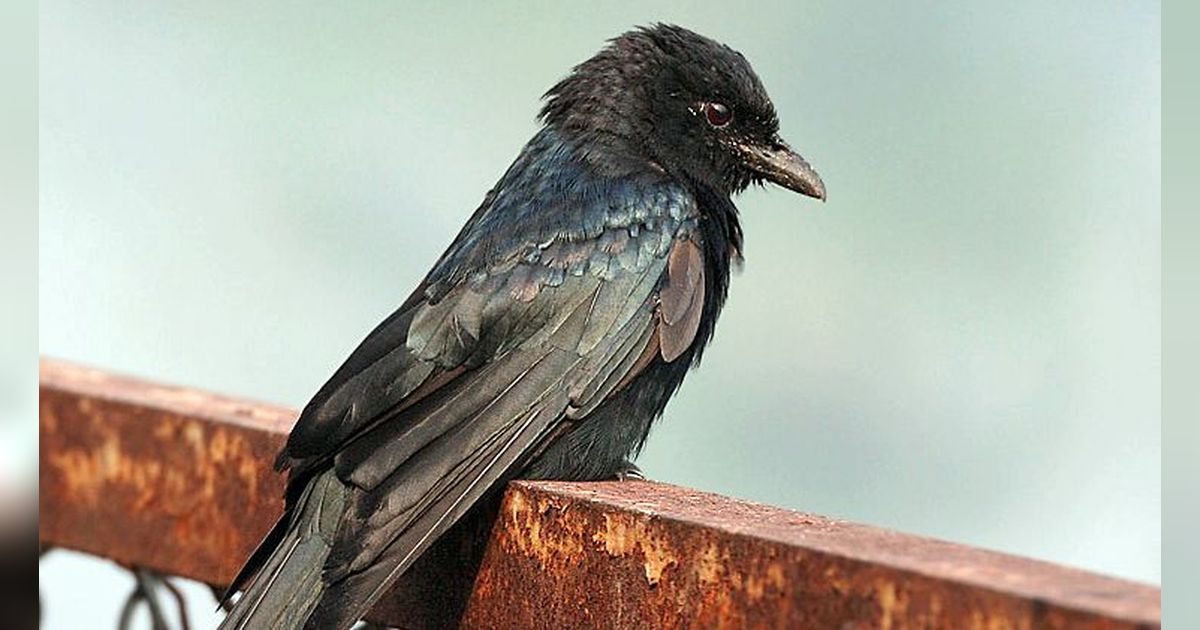 Mitos Burung Srigunting Menurut Primbon Jawa, Bisa Jadi Pertanda Baik dan Buruk