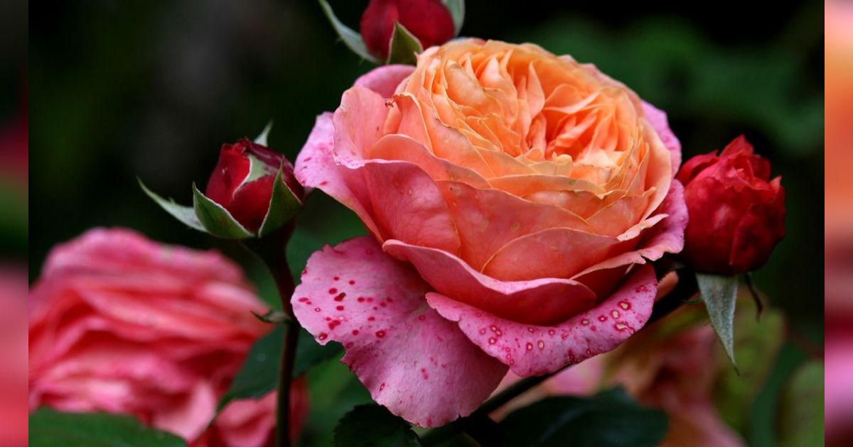 5 Fakta Bunga Mawar, Salah Satu Bunga Tertua di Dunia