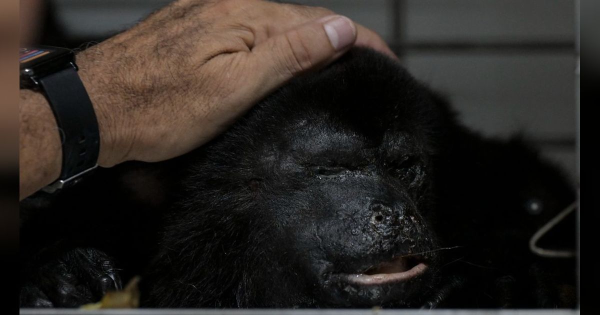 FOTO: Nestapa Puluhan Monyet Howler Langka di Meksiko Mati 'Terpanggang' Cuaca Panas