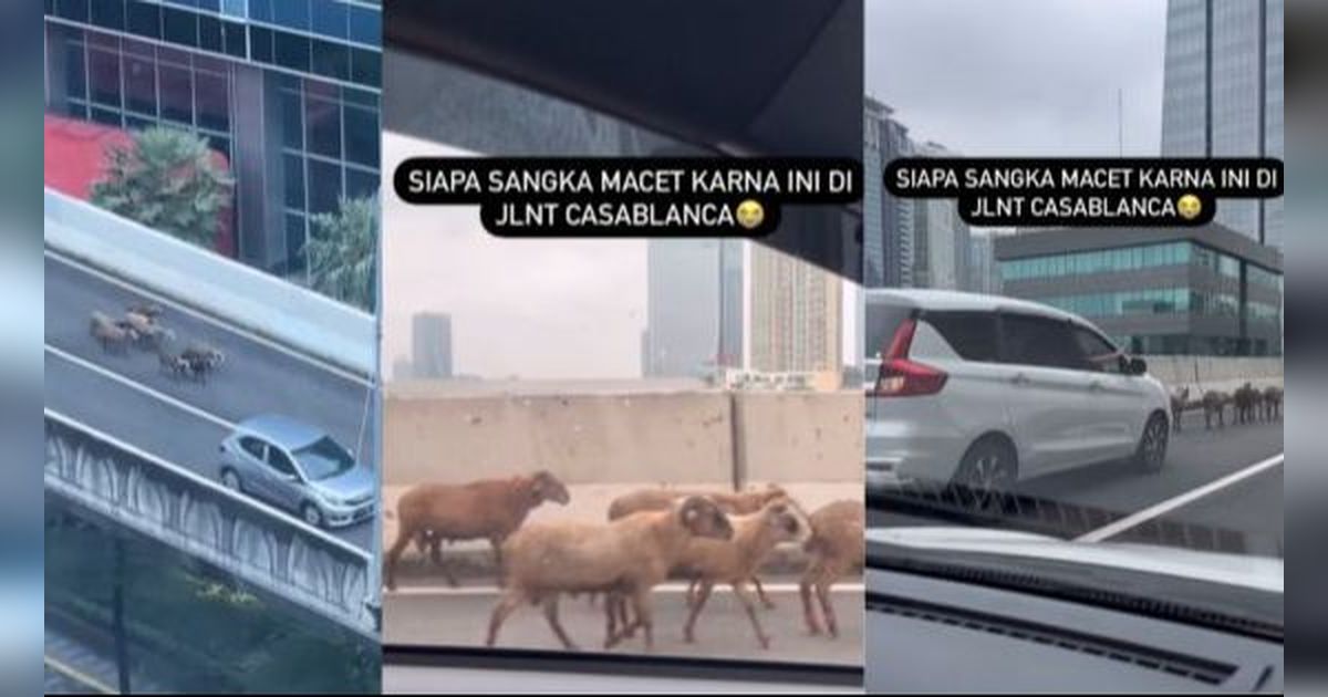 Viral Kawanan Domba Melintas Di JLNT Casablanca Bikin Macet, Punya Siapa?