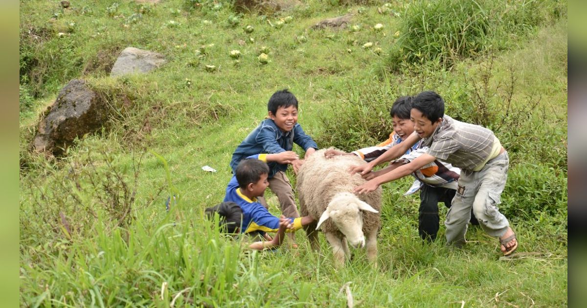 Bocah Niat Beli Kambing Kurban Bawa Uang Rp2 Ribu, Akhirnya Pulang Bawa Ini