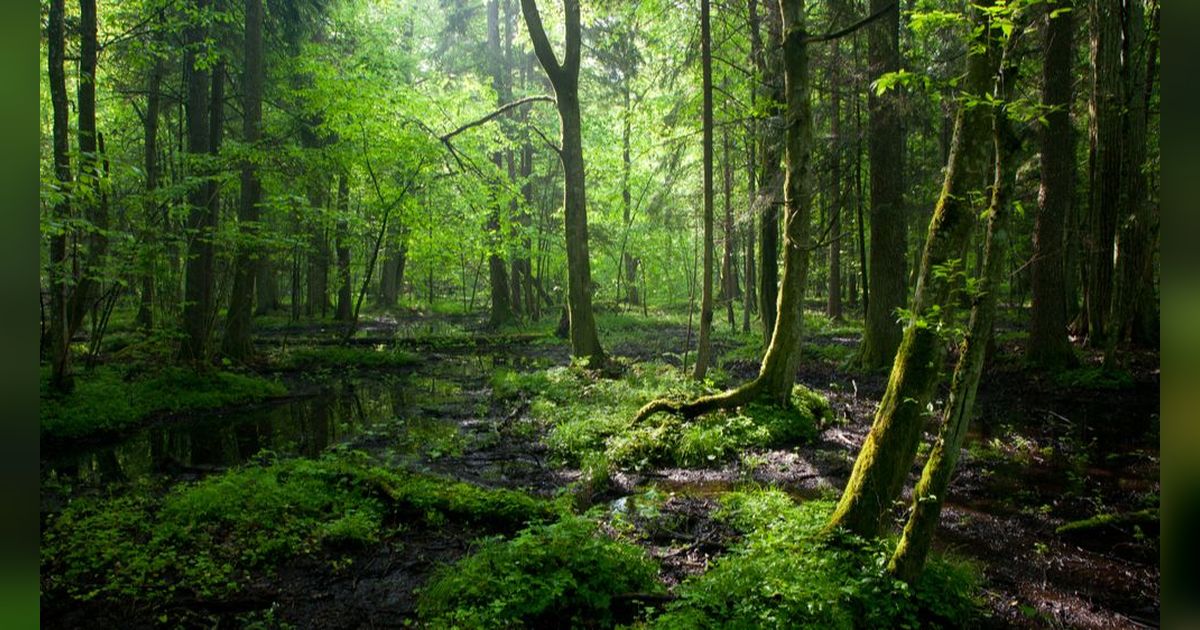 Viral Kurir Antar Paket ke Satu-Satunya Rumah di Tengah Hutan, Lewati Jalan Sempit dan 'Ekstrem'