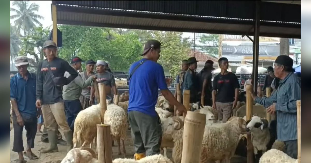 Laku Keras Jelang Iduladha, Ini Sederet Keunggulan Domba Priangan yang Banyak Dijual di Cianjur