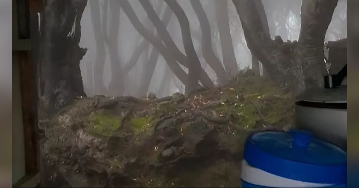 Potret Warung Makan dengan View Hutan Terlarang ala Harry Potter