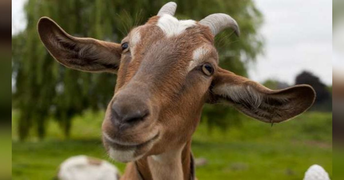 25 Kata-Kata Lucu Kurban Idul Adha, Bikin Ngakak dan Hari Rayamu Makin Seru