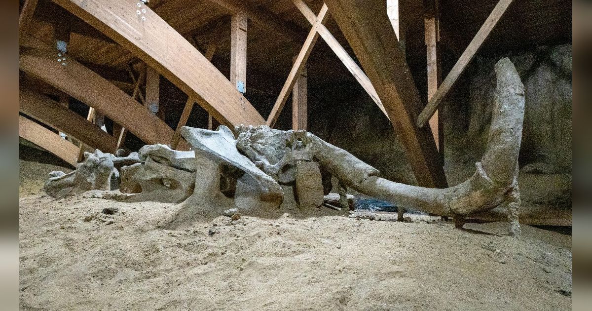 Berniat Renovasi Gudang, Pria Ini Temukan Tulang Mammoth Berusia 30.000 Tahun