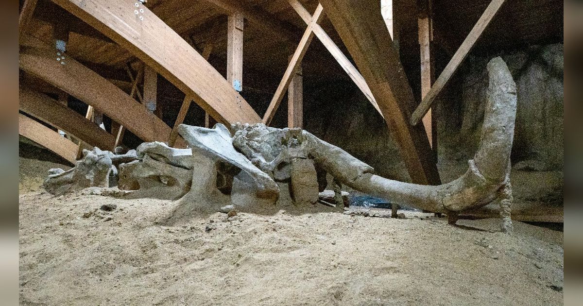 Niatnya Renovasi Gudang, Pria Ini Malah Temukan Tulang Mammoth yang Berusia 30.000 Tahun