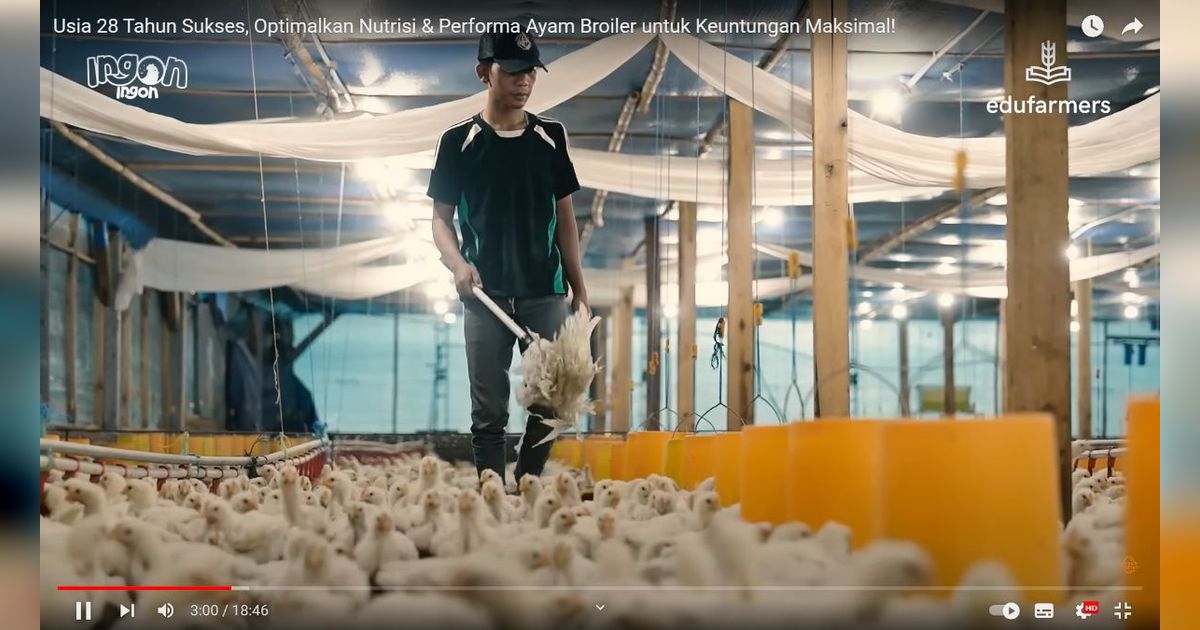 Raup Omzet Rp90 Juta Sekali Panen, Pemuda Ini Bagikan Resep Sukses Ternak Ayam Broiler