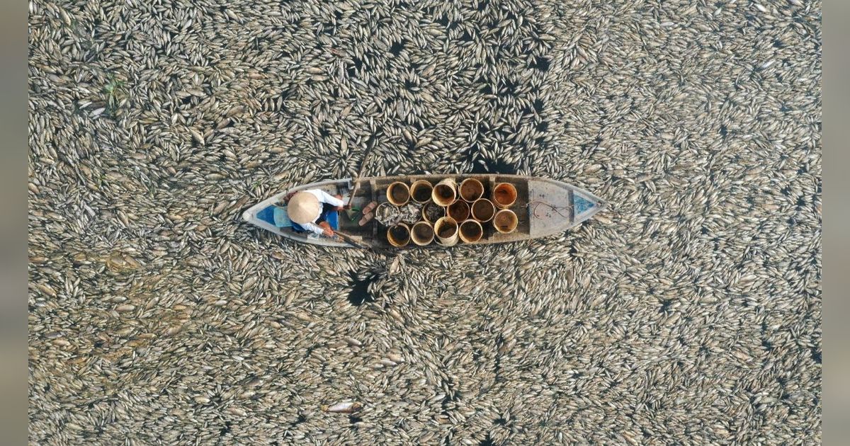 FOTO: Terpanggang Gelombang Panas Brutal, Ratusan Ribu Ikan Mati di Waduk Vietnam