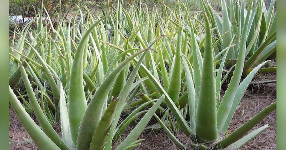 Jenis-Jenis dan Manfaat Luar Biasa dari Lidah Buaya atau Aloe Vera