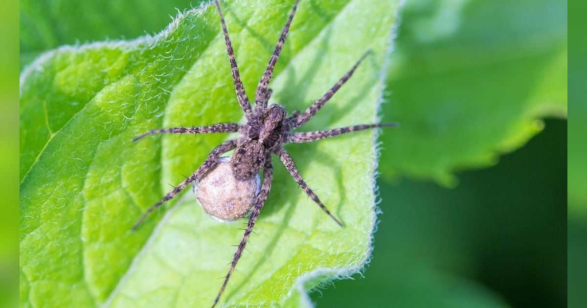 Fakta Mengejutkan Laba-Laba Brazil, Tidak Bikin Sarang dengan Jaring Tapi Punya Racun Neurotoxic