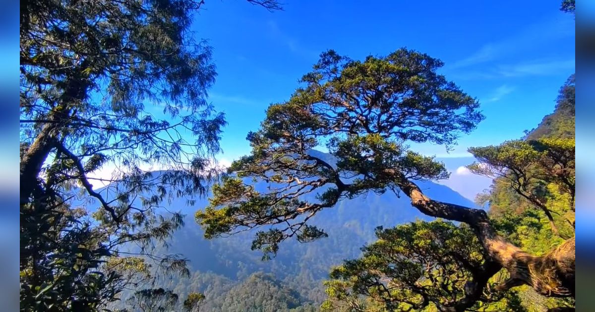 Viral Pohon Bonsai Terlarang di Gunung Salak, Pendaki Jatuh Tidak Akan Dievakuasi