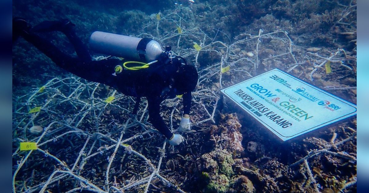 BRI Menanam Grow & Green Bantu Jaga Ekosistem Laut serta Kembangkan Potensi Wisata Daerah