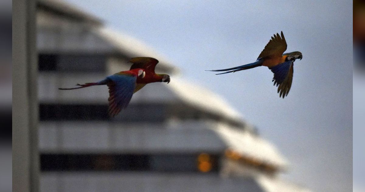 32 Burung dengan Tubuh Berwarna Paling Cantik di Dunia