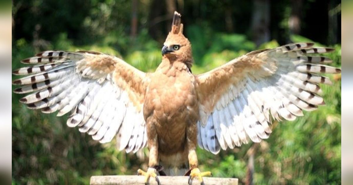 Mengintip Cara Hidup Elang Jawa, Burung dengan Penglihatan 8 Kali Lebih Tajam dari Manusia