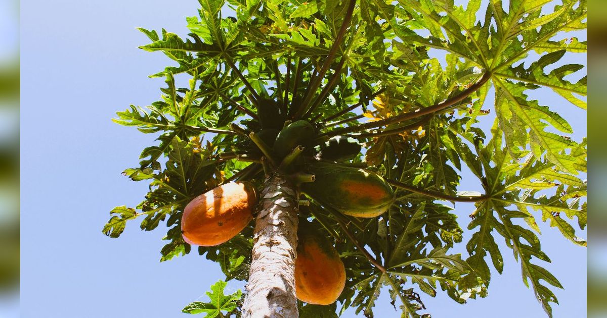 Mitos Pohon Pepaya di Belakang Rumah, Penangkal Energi Negatif hingga Pembawa Keberuntungan