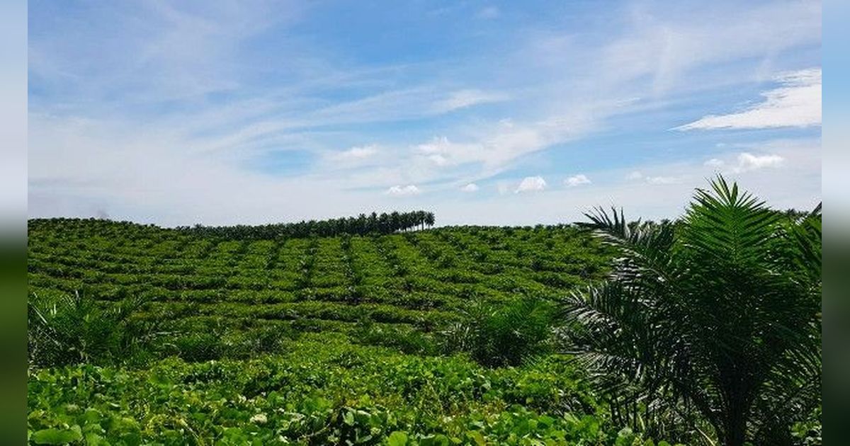 Garap Proyek Strategis Nasional di Kalimantan, PTPN Grup Dapat Keringanan Pajak