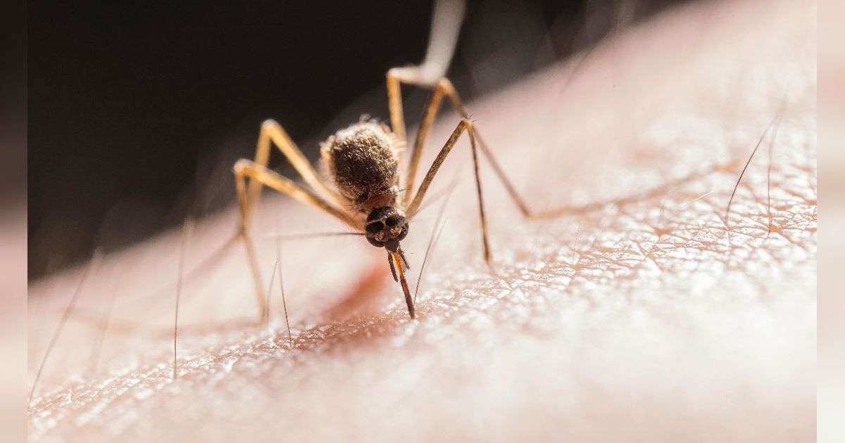 Doa Mengusir Nyamuk dan Cara Mencegah dari Gigitannya yang Mengganggu