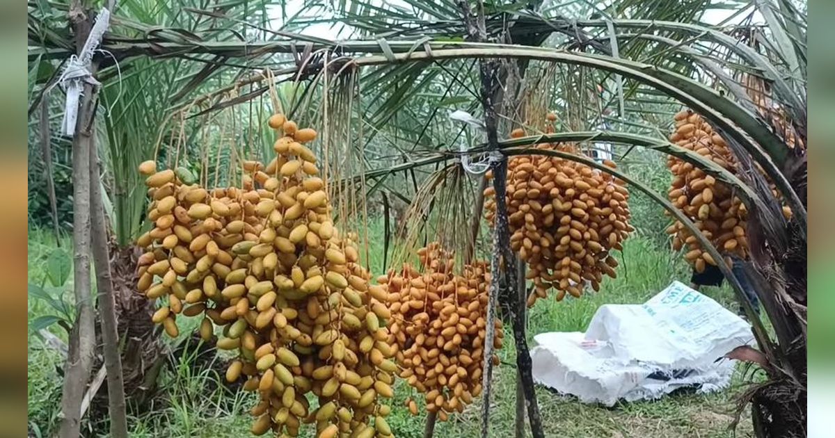 Tidak Perlu ke Arab Saudi, Beginilah Kebun Kurma di Jember Jawa Timur ...